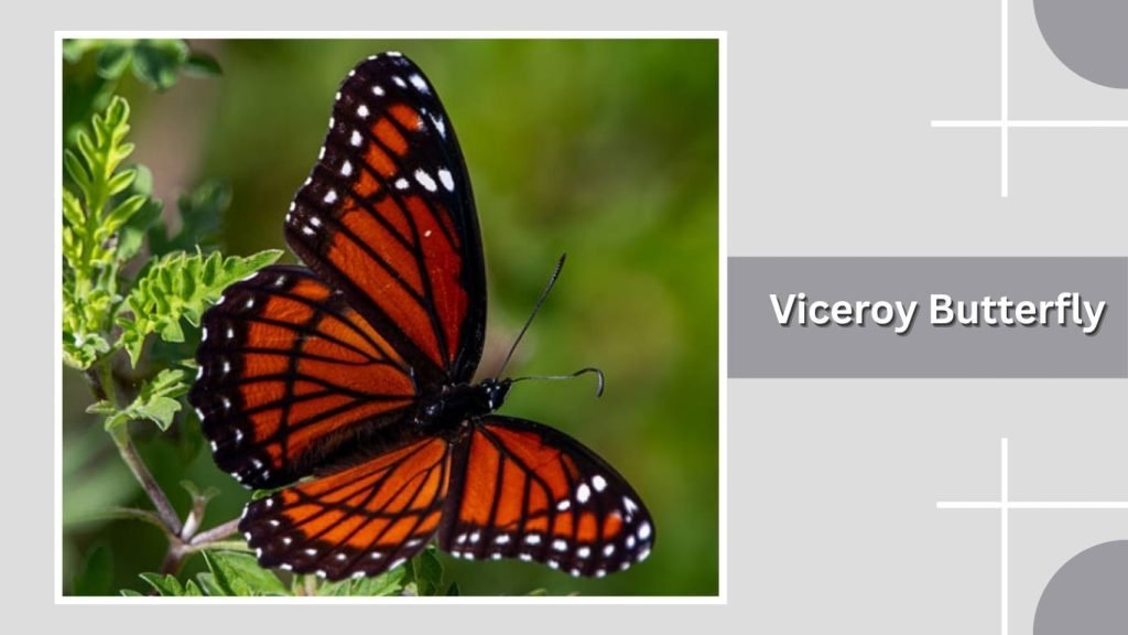  Viceroy Butterfly