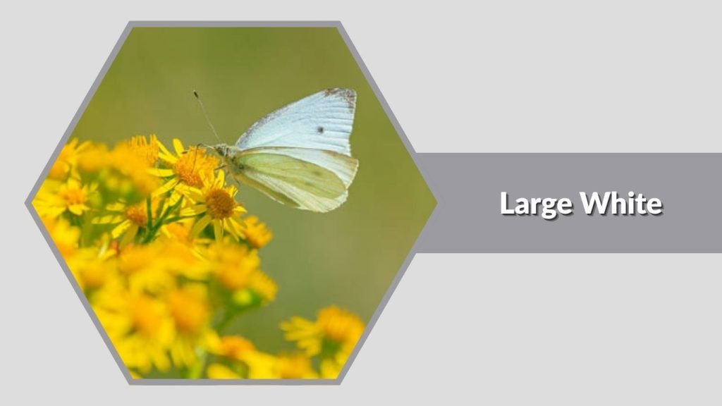 Large White