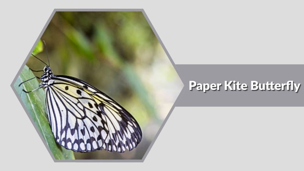 Paper Kite Butterfly