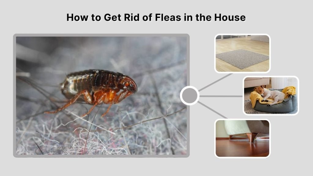 How to Get Rid of Fleas in the House