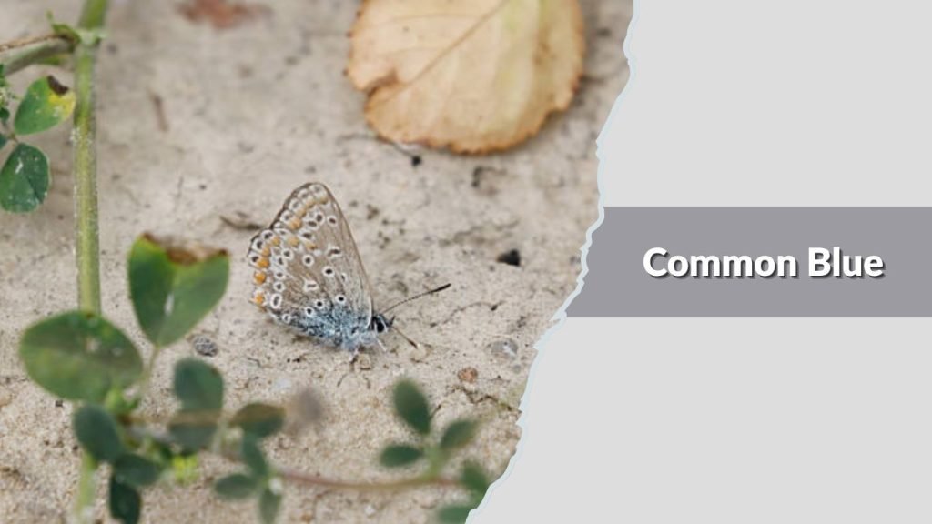  Common Blue