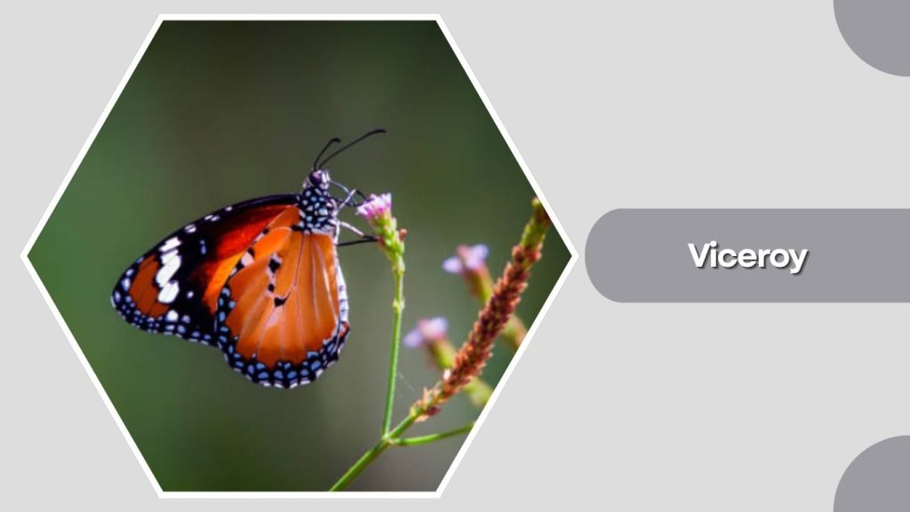  Viceroy
