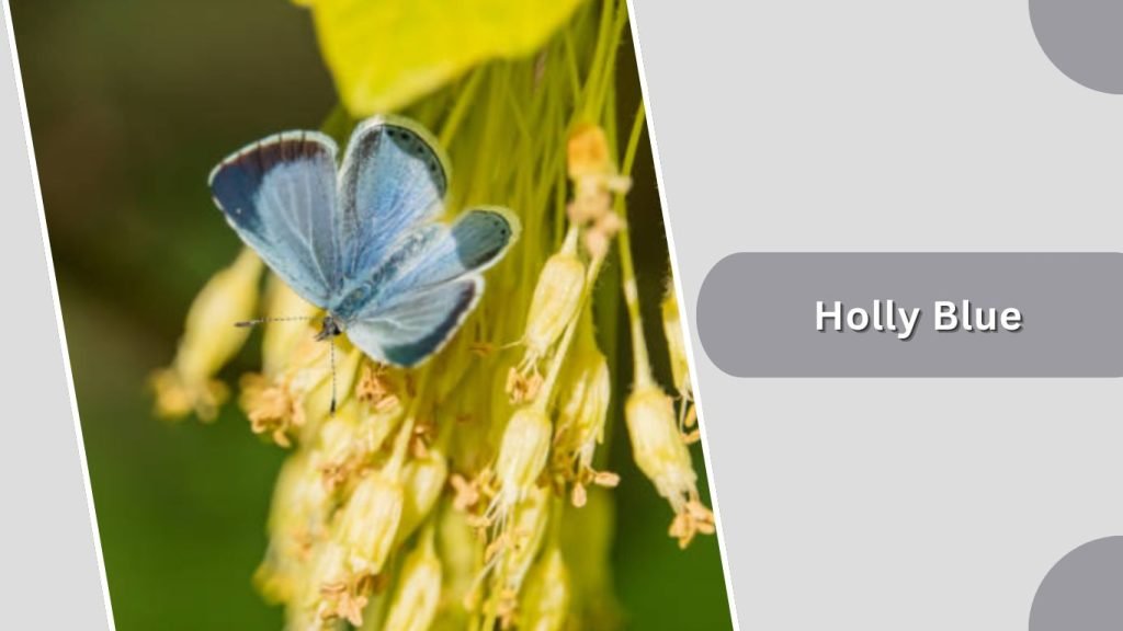 Holly Blue
