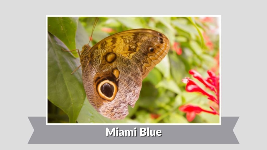  Miami Blue