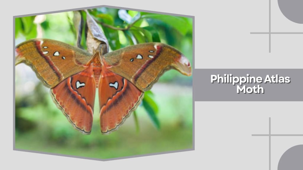 Philippine Atlas Moth