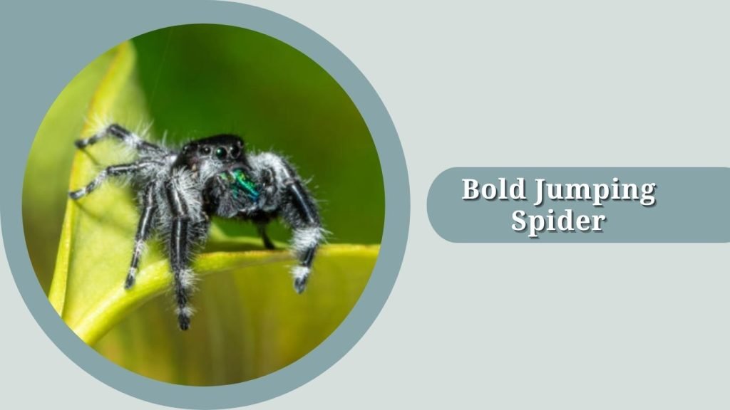 Bold Jumping Spider