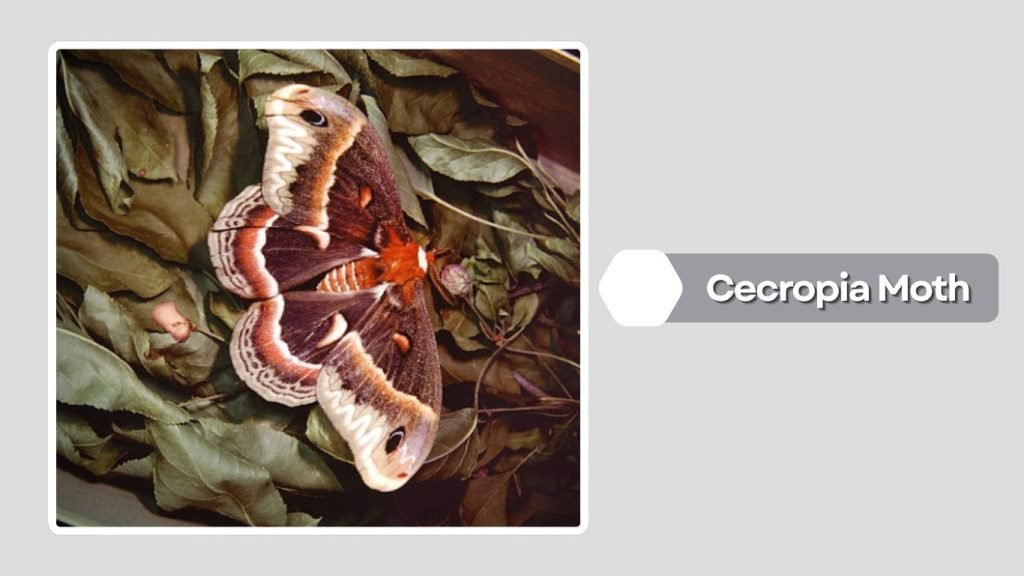 Cecropia Moth