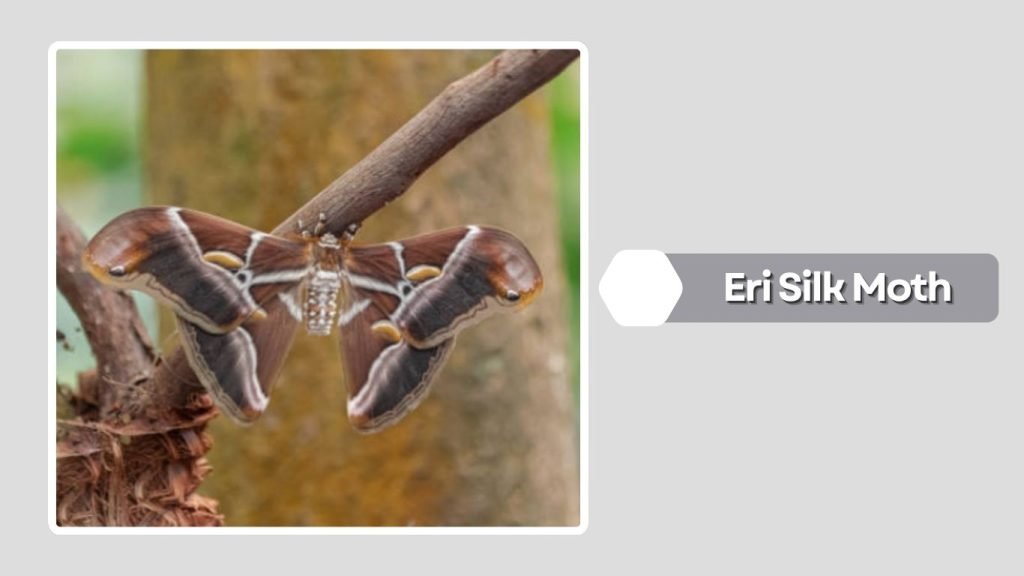 Eri Silk Moth