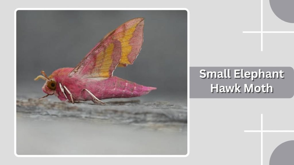 Small Elephant Hawk Moth