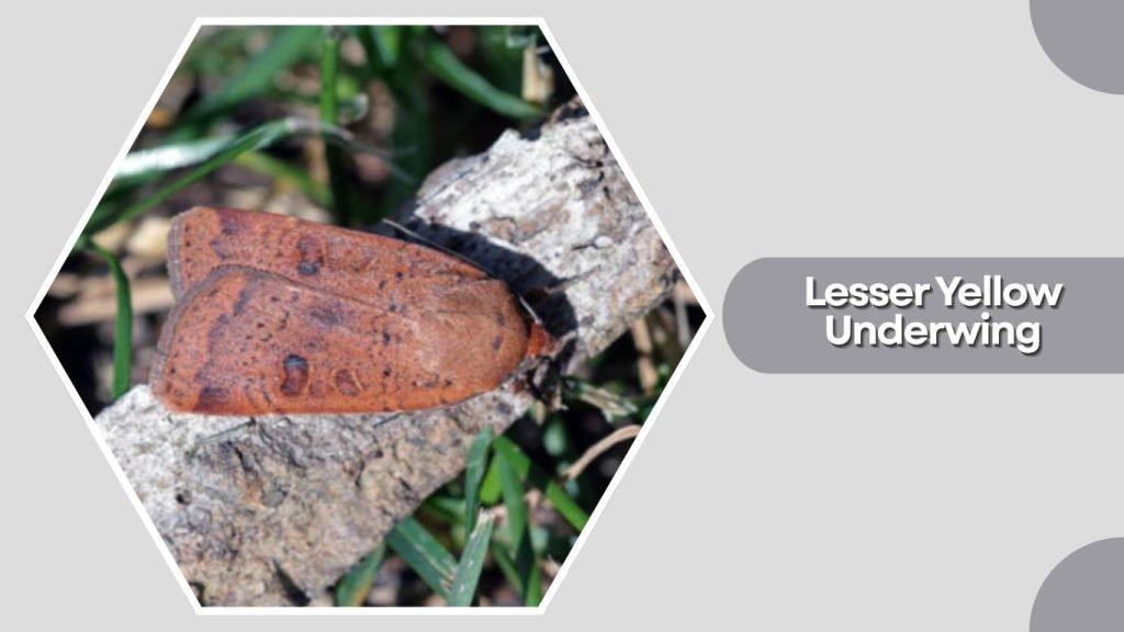 Lesser Yellow Underwing