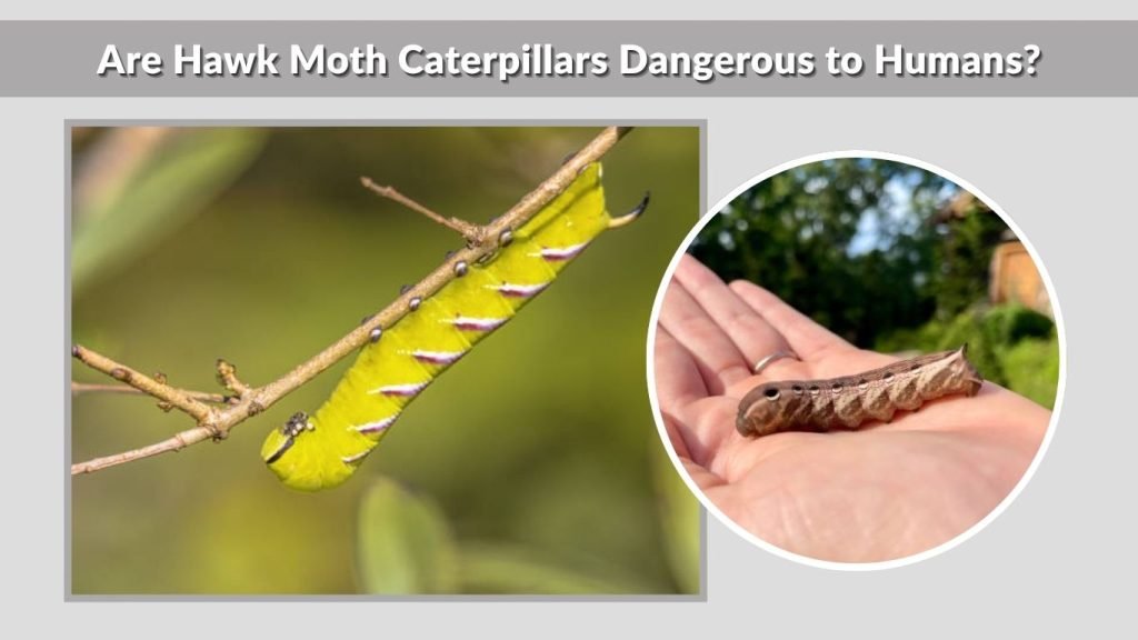 Are Hawk Moth Caterpillars Dangerous to Humans?