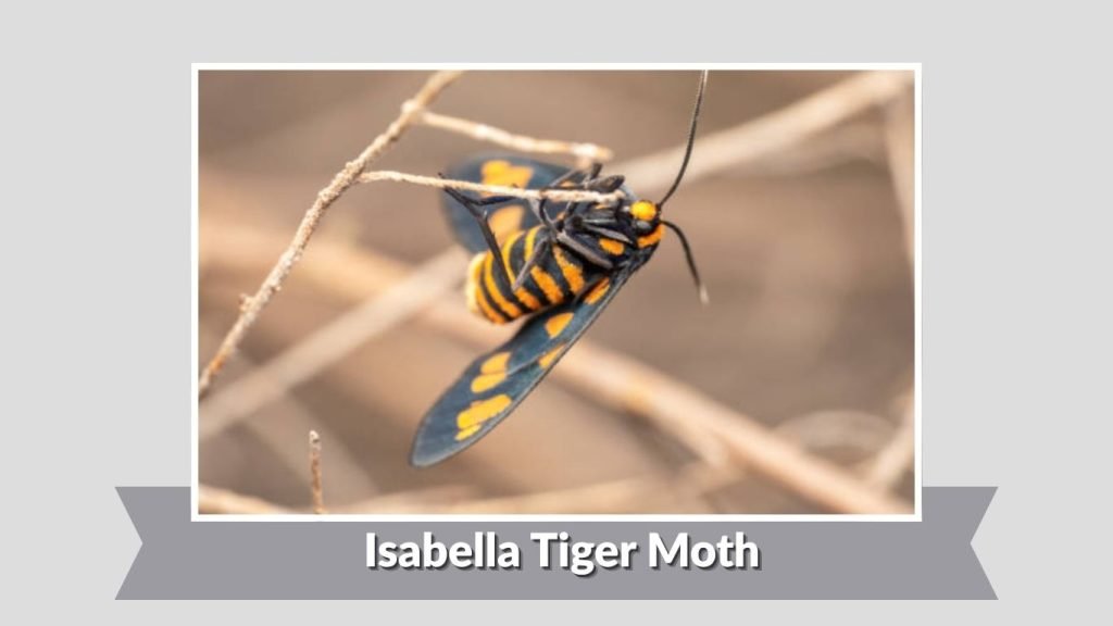  Isabella Tiger Moth