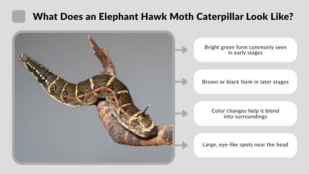 What Does an Elephant Hawk Moth Caterpillar Look Like?