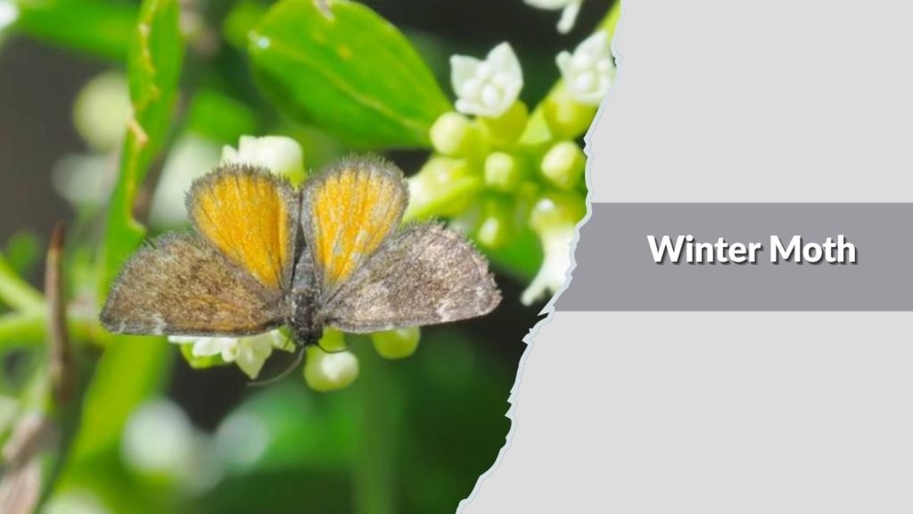 Winter Moth