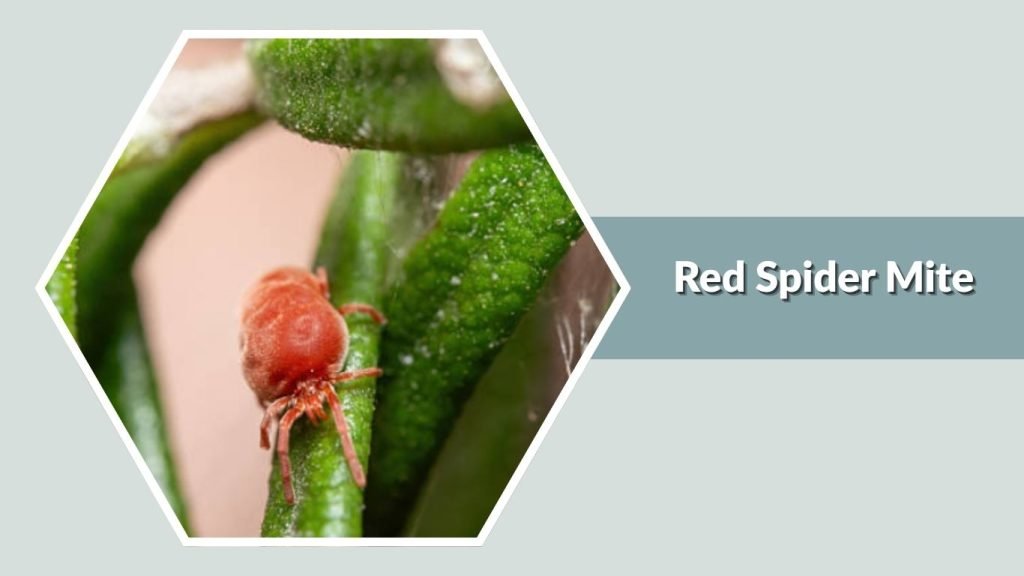  Red Spider Mite