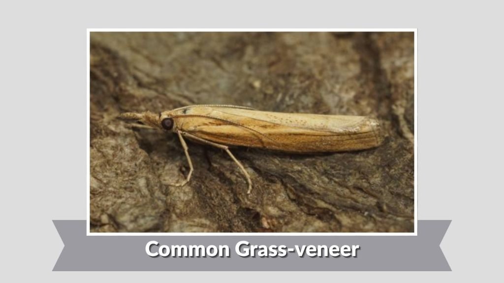 Common Grass-veneer