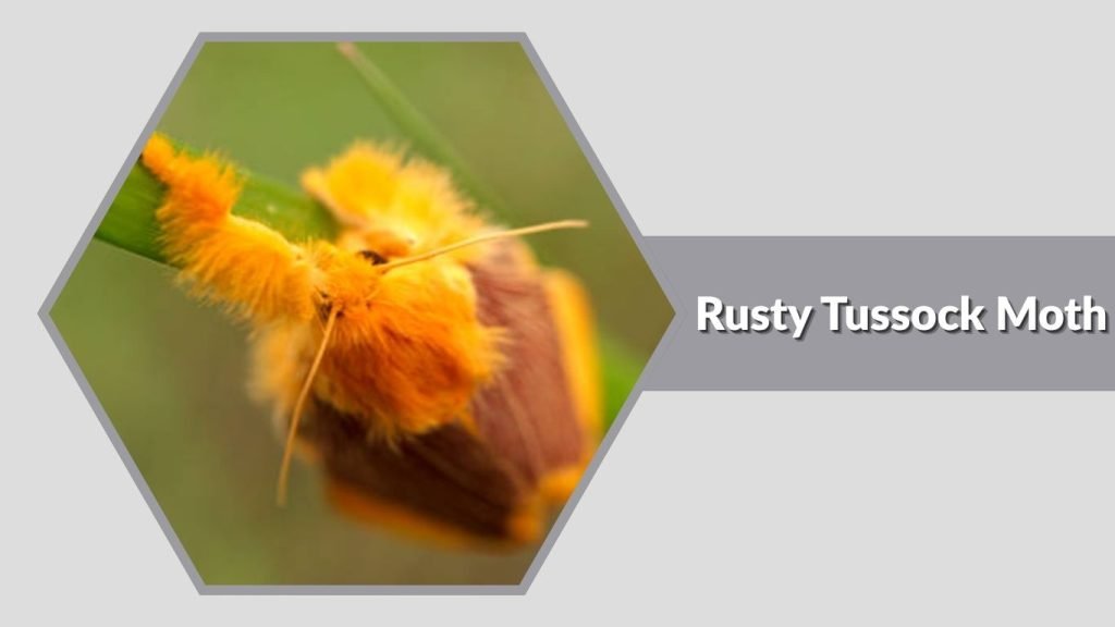 Rusty Tussock Moth