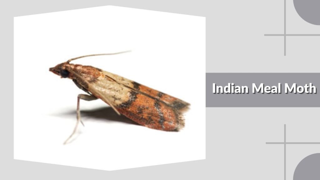 Indian Meal Moth
