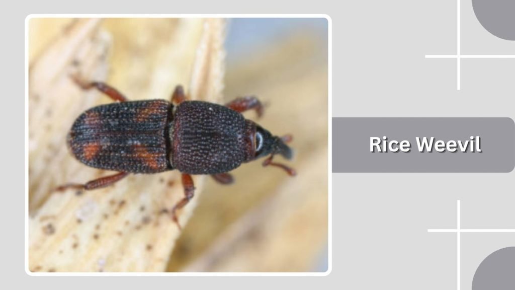 Rice Weevil