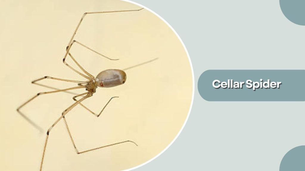 Cellar Spider