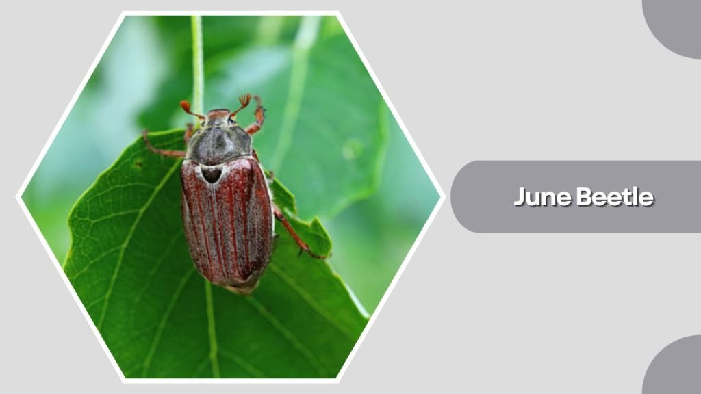 June Beetle