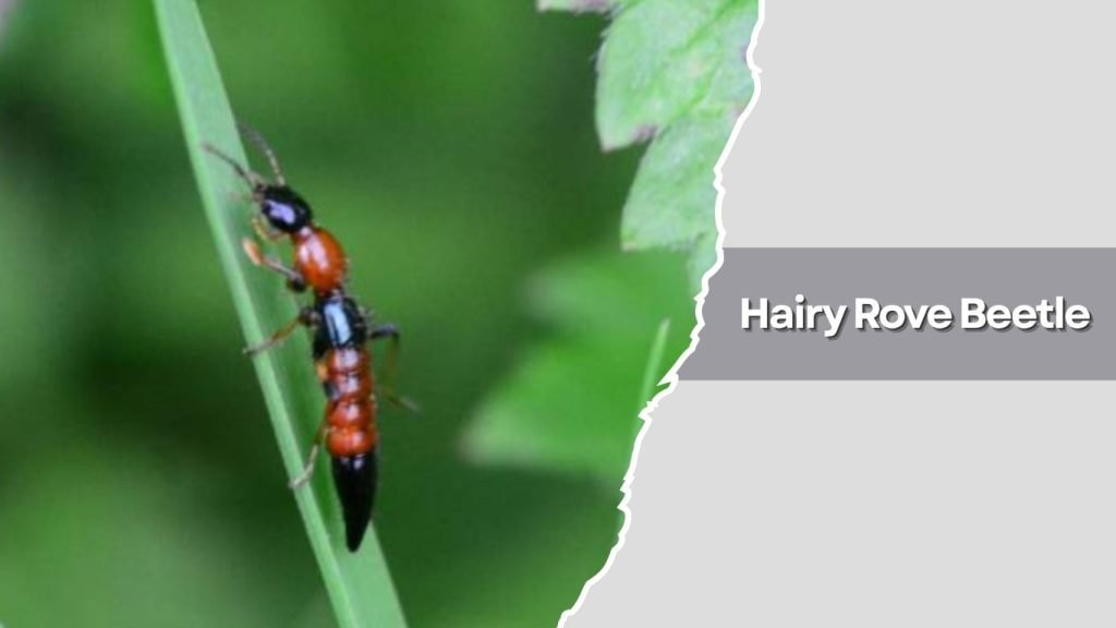 Hairy Rove Beetle