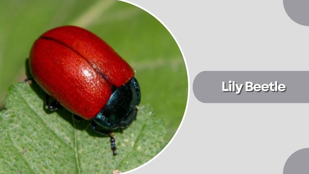  Lily Beetle