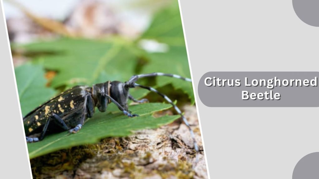 Citrus Longhorned Beetle