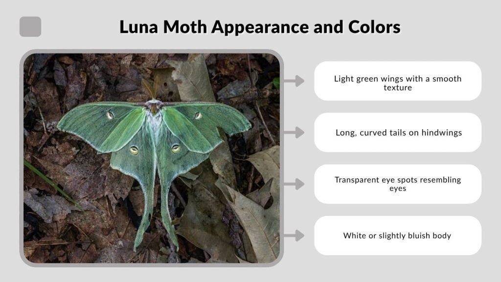 Luna Moth Appearance and Colors