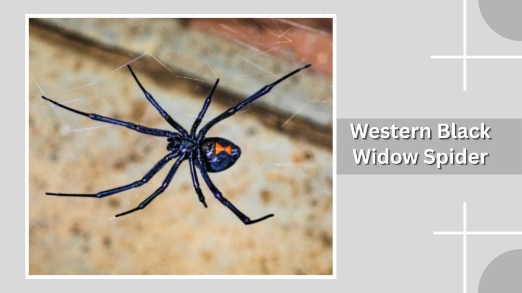 Black Widow Spider