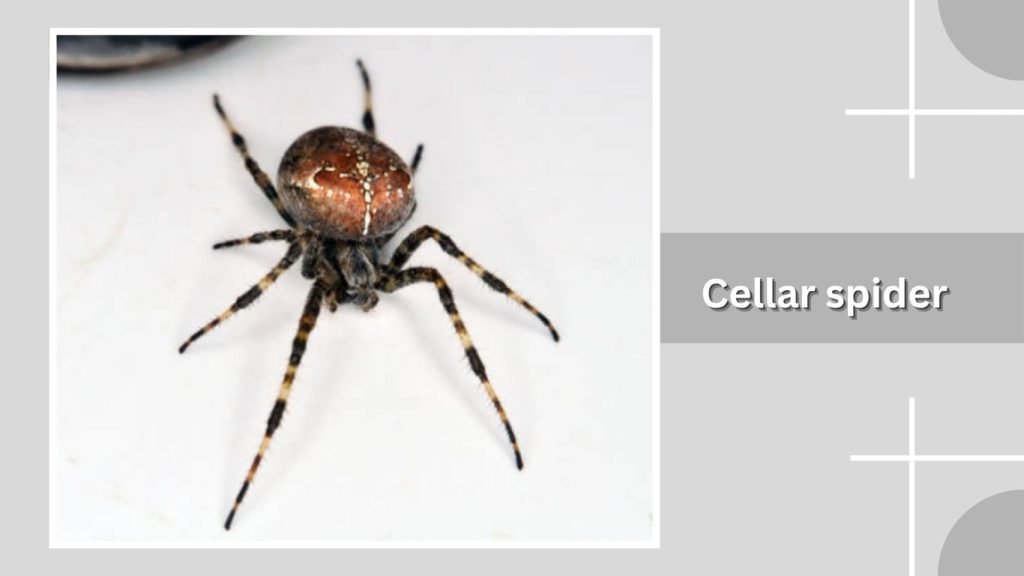 Cellar spider