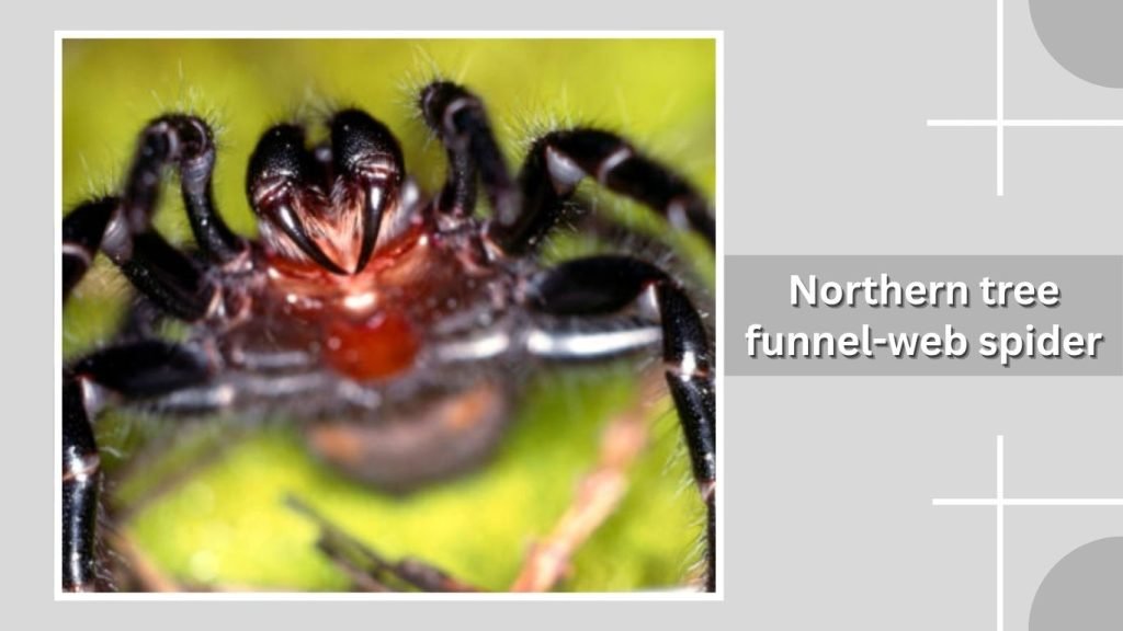 Northern tree funnel-web spider