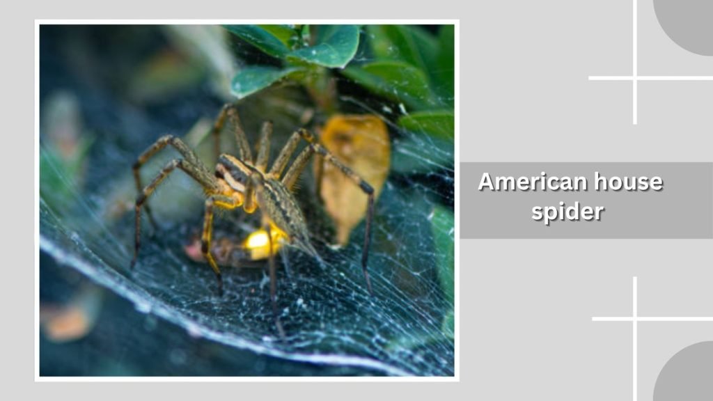American house spider