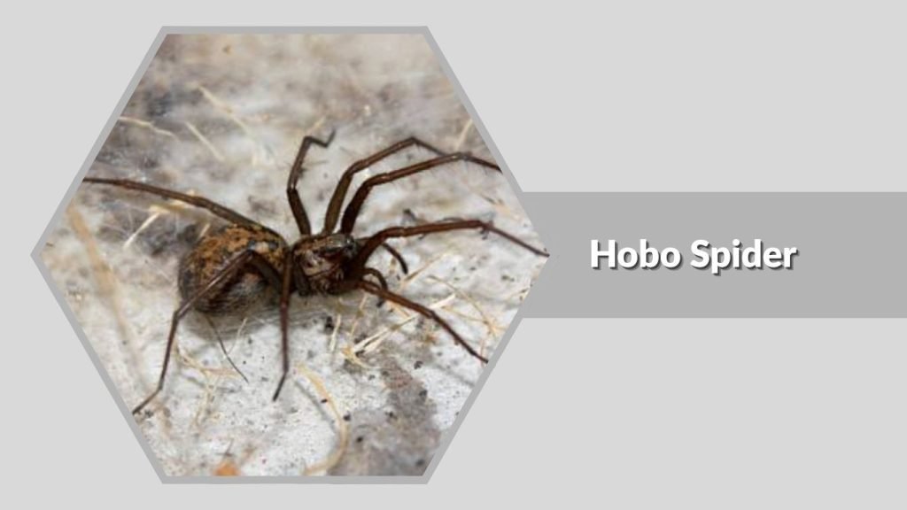 Hobo Spider