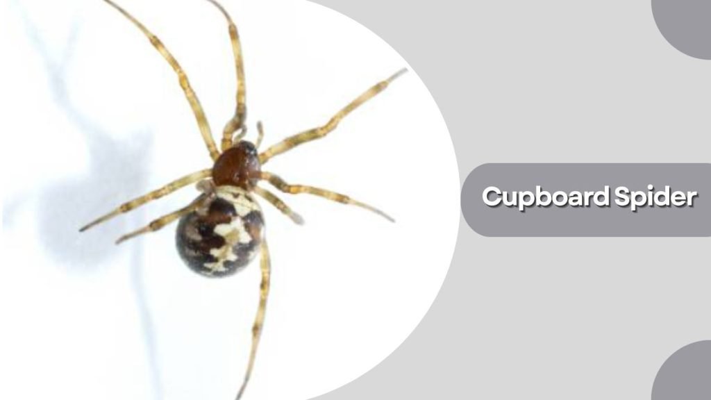 Cupboard Spider