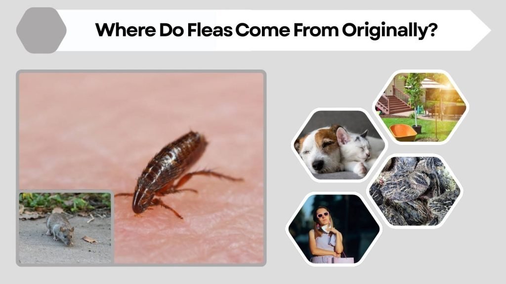 Where Do Fleas Come From Originally?