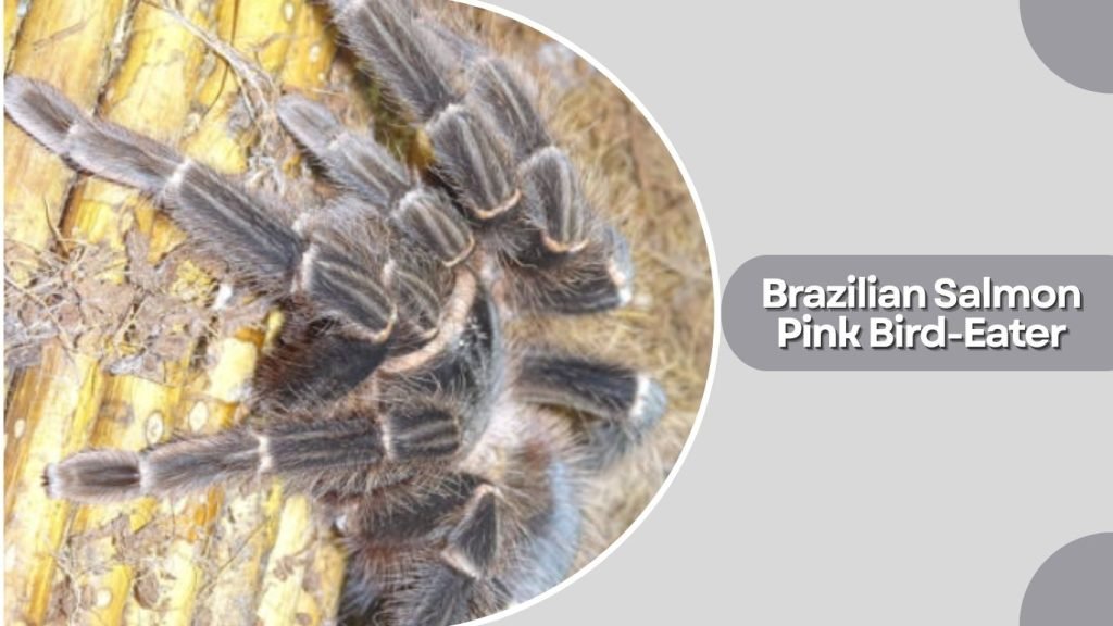  Brazilian Salmon Pink Bird-Eater
