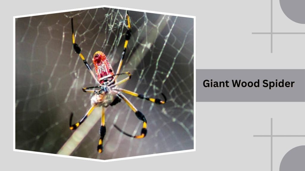 Giant Wood Spider