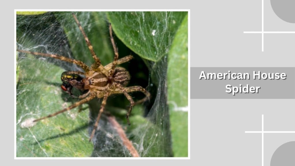  American House Spider