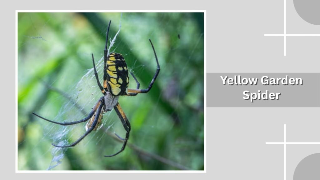  Yellow Garden Spider