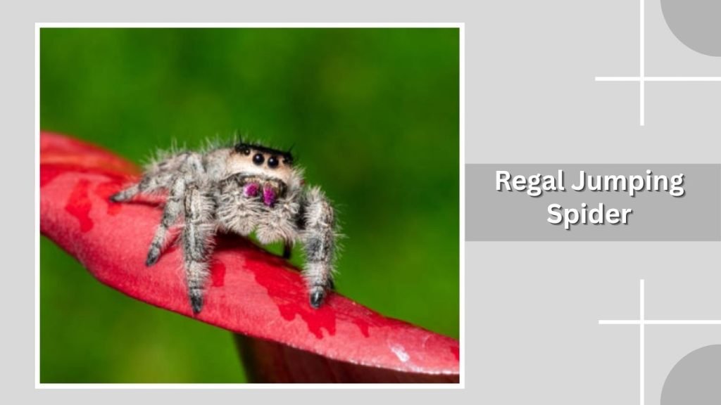 Regal Jumping Spider