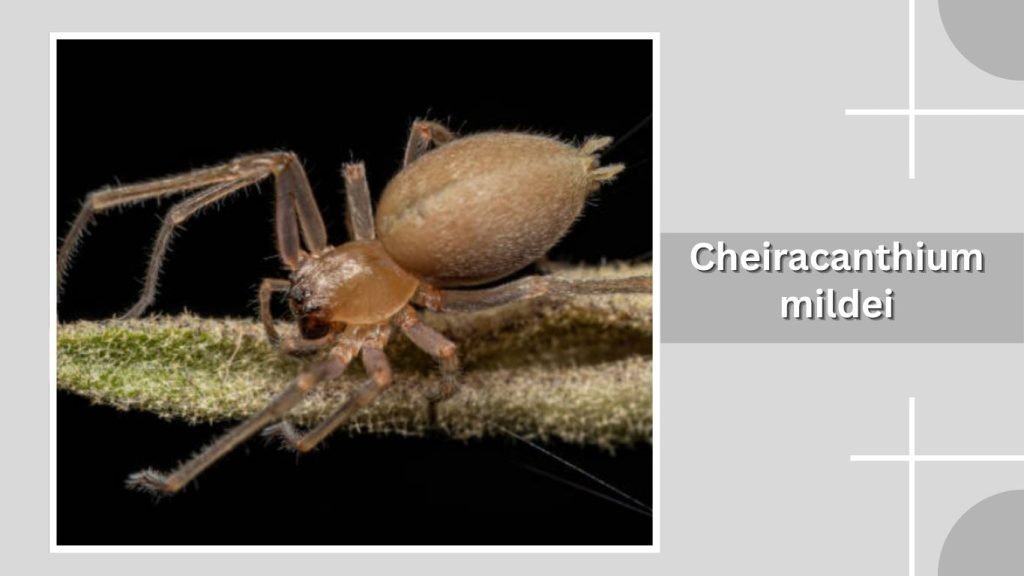  Cheiracanthium mildei 