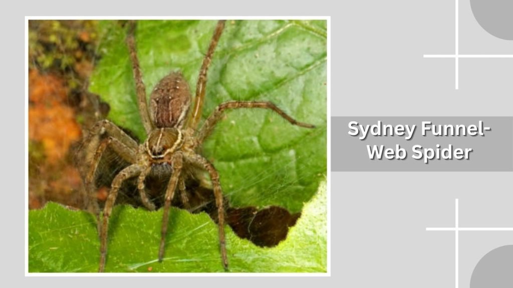 . Sydney Funnel-Web Spider