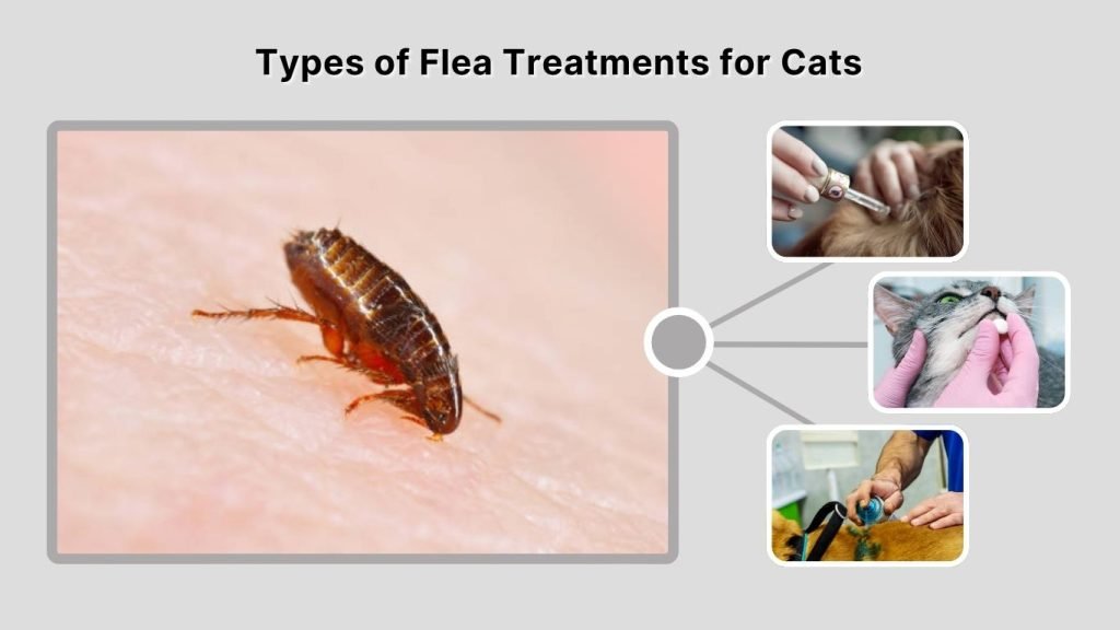 Types of Flea Treatments for Cats