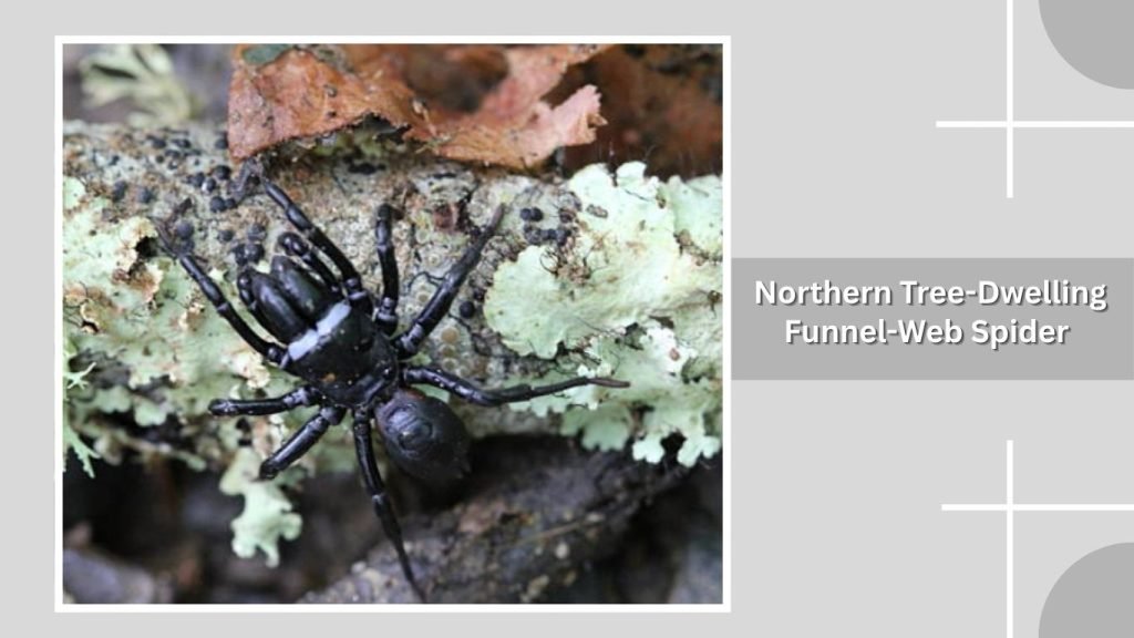 Sydney Funnel-Web Spider