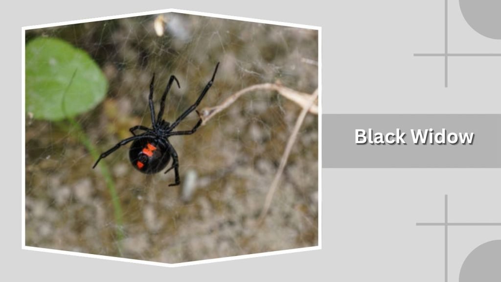 Black Widow