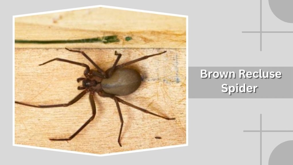  Brown Recluse Spider