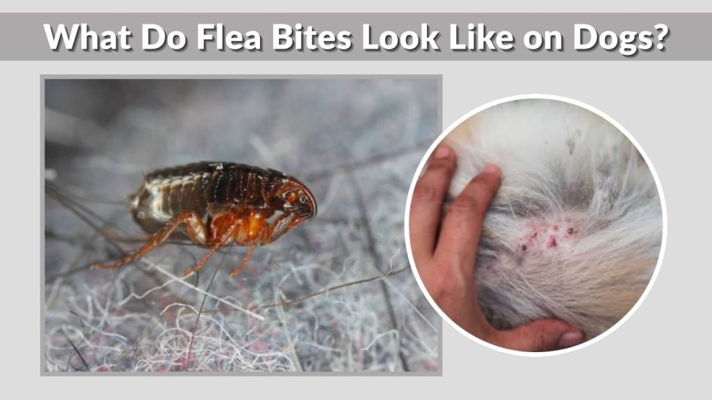 What Do Flea Bites Look Like on Dogs?