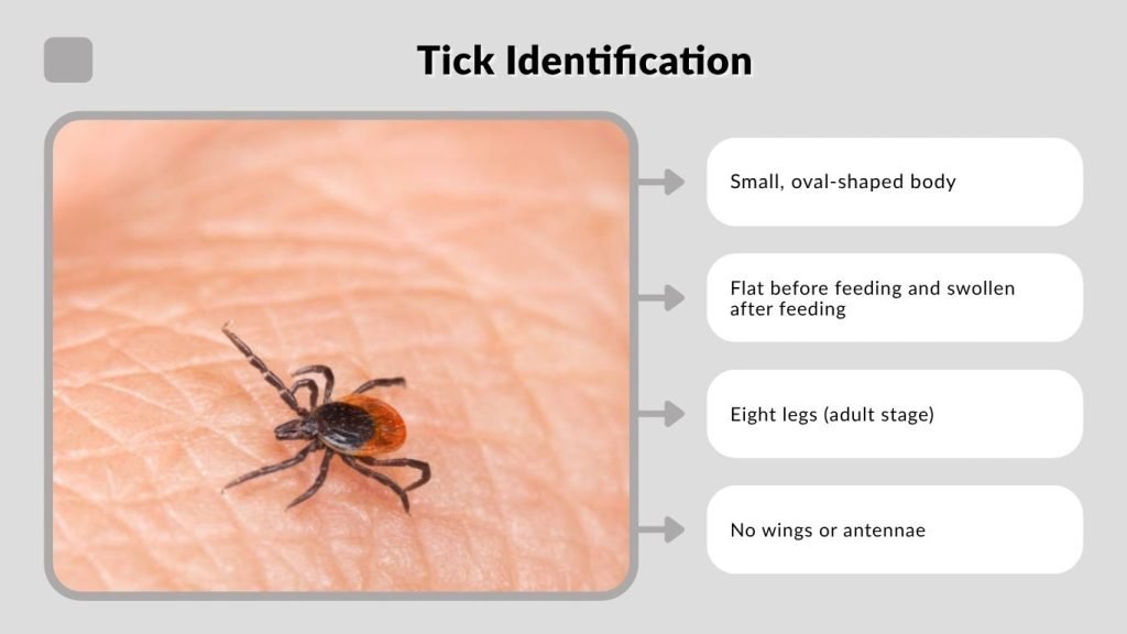 Tick Identification