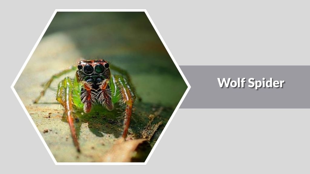 Wolf Spider